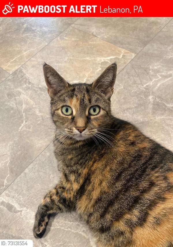 Lost Female Cat last seen 8th Avenue and Lehman Street, Lebanon, PA 17042