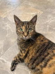 Lost Female Cat last seen 8th Avenue and Lehman Street, Lebanon, PA 17042