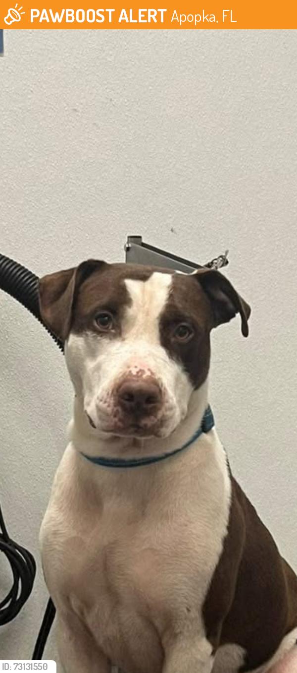 Found/Stray Male Dog last seen W Lester Rd and Rock Springs Rd, Apopka, FL 32712