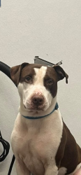 Found/Stray Male Dog last seen W Lester Rd and Rock Springs Rd, Apopka, FL 32712
