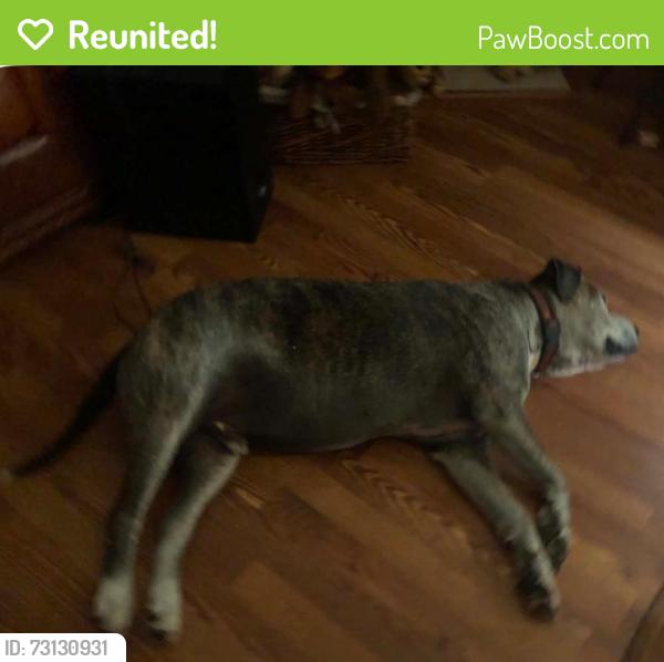 Reunited Male Dog last seen County Road, Natalia, TX 78059
