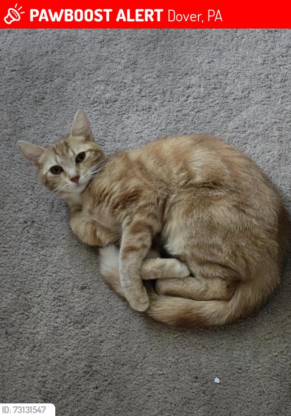 Lost Female Cat last seen Jim and nenas, Dover, PA 17315