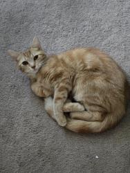 Lost Female Cat last seen Jim and nenas, Dover, PA 17315