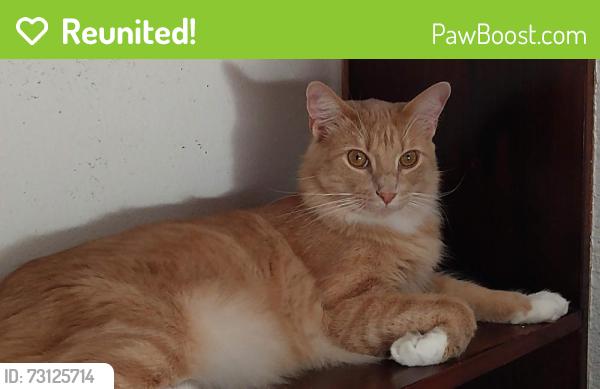 Reunited Male Cat last seen Blanco Rd, San Antonio, TX 78248