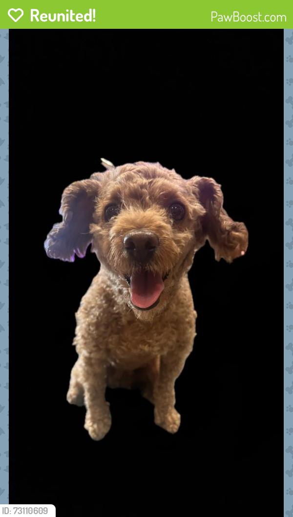 Reunited Female Dog last seen Villa & Lincoln ave Pasadena, ca 91101, Pasadena, CA 91103