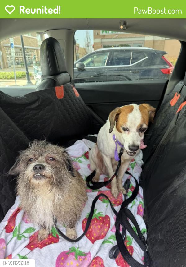 Reunited Female Dog last seen Spicer street, Akron, OH 44317