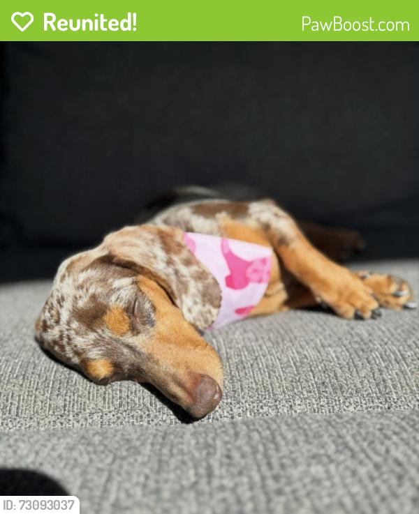 Reunited Female Dog last seen Near pine needle bend, Las Cruces, NM 88012