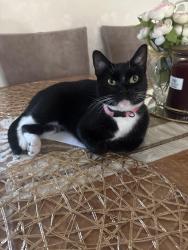 Lost Female Cat last seen River Rd, Utica, NY 13502, Utica, NY 13502