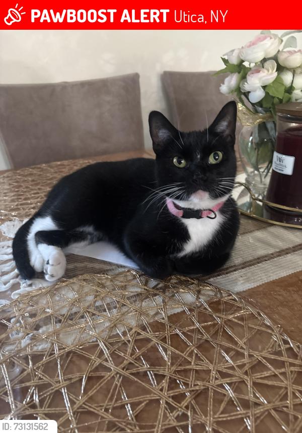 Lost Female Cat last seen River Rd, Utica, NY 13502, Utica, NY 13502