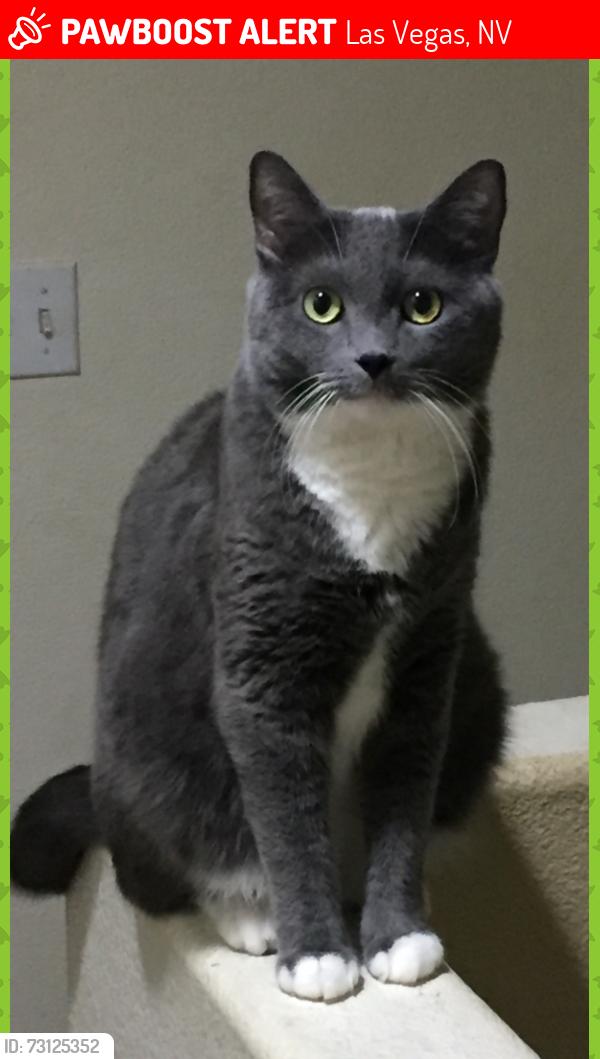 Lost Female Cat last seen Heritage ests carey ave/mt. Hood, Las Vegas, NV 89156