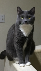 Lost Female Cat last seen Heritage ests carey ave/mt. Hood, Las Vegas, NV 89156