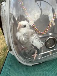 Found/Stray Unknown Bird last seen Tabor and rufe snow, North Richland Hills, TX 76180