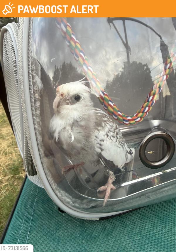 Found/Stray Unknown Bird last seen Tabor and rufe snow, North Richland Hills, TX 76180