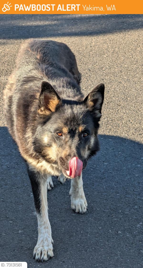 Found/Stray Unknown Dog last seen Red robin/Wendy's on nob hill, Yakima, WA 98902
