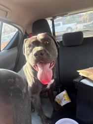 Found/Stray Male Dog last seen Near st and flower, Phoenix, AZ 85031