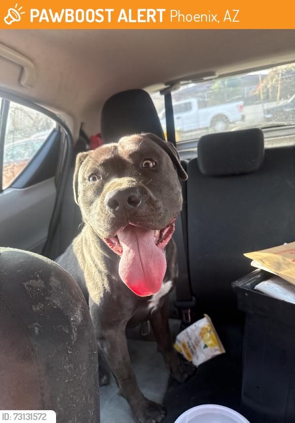 Found/Stray Male Dog last seen Near st and flower, Phoenix, AZ 85031