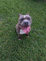 Reunited Male Dog last seen Sea liner dr and Voyager, Houston, TX 77062