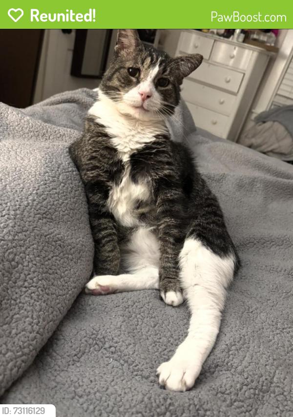 Reunited Male Cat last seen Near S Sproul Rd, Broomall, PA 19008, USA, Broomall, PA 19008