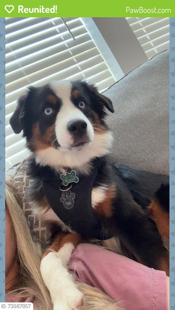 Reunited Male Dog last seen Brooks School and 131st, Noblesville, IN 46060