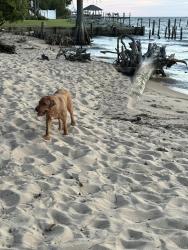 Reunited Male Dog last seen Pier, Fairhope, AL 36532