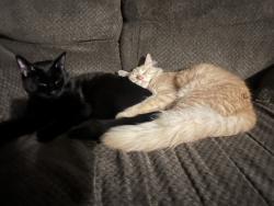 Lost Male Cat last seen 18th and 69th Union grove wi, Union Grove, WI 53182