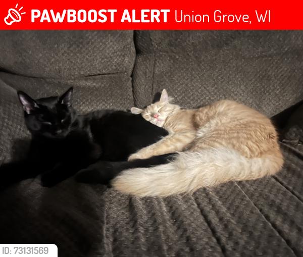 Lost Male Cat last seen 18th and 69th Union grove wi, Union Grove, WI 53182