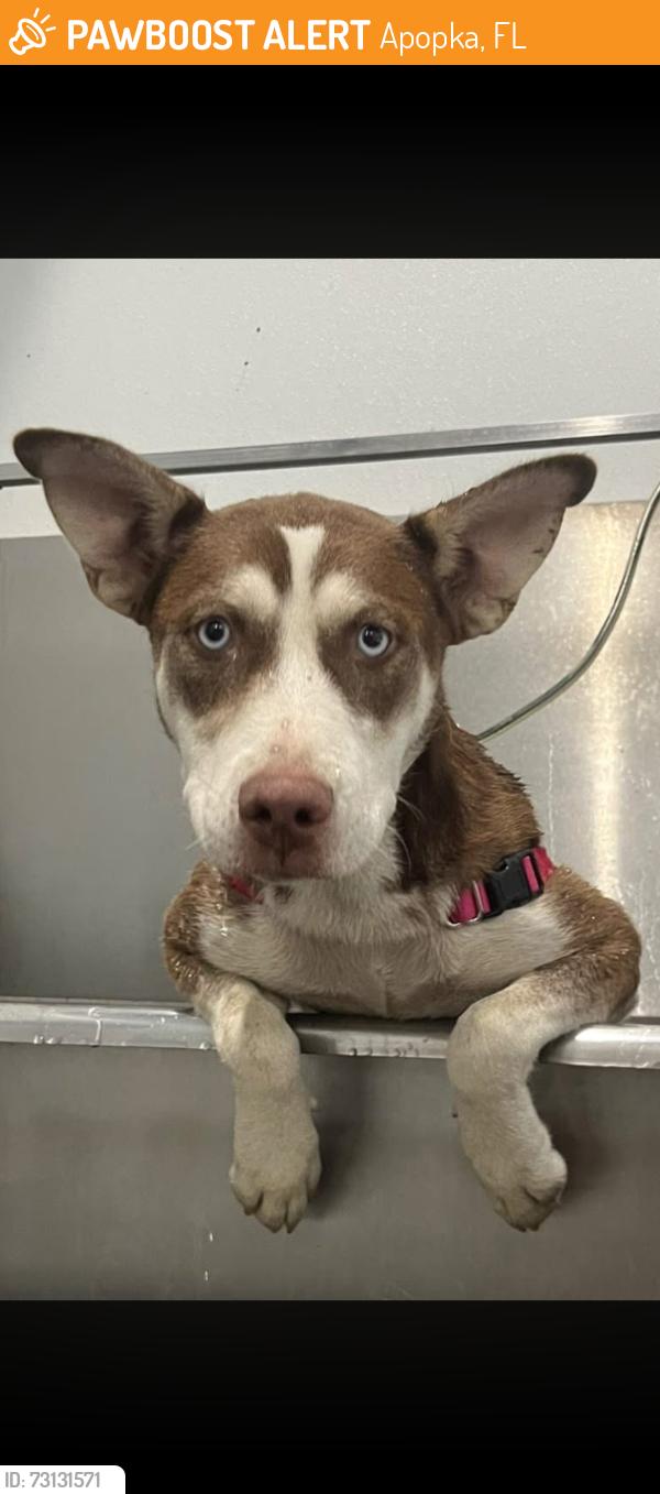 Found/Stray Female Dog last seen W Lester Rd and Rock Springs Rd, Apopka, FL 32712