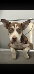 Found/Stray Female Dog last seen W Lester Rd and Rock Springs Rd, Apopka, FL 32712