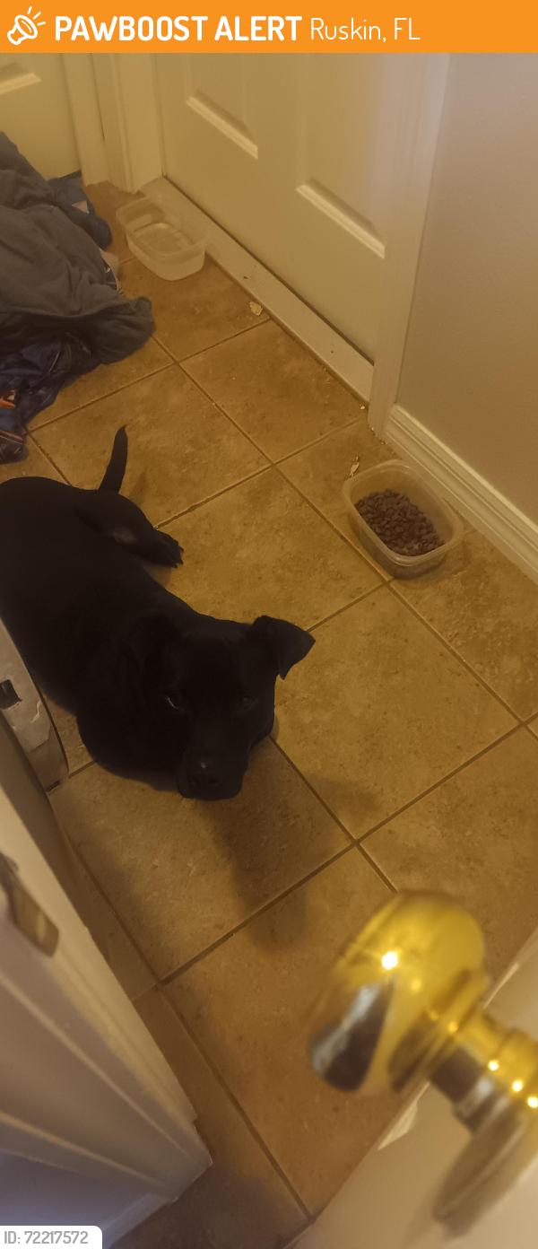 Found/Stray Male Dog last seen Riverbend, Ruskin, FL 33570