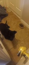 Found/Stray Male Dog last seen Riverbend, Ruskin, FL 33570