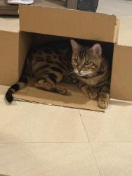 Reunited Male Cat last seen Bristol terrace, La Mirada, CA 90638