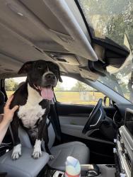Reunited Female Dog last seen Bee Creek United Methodist Church, Spicewood, TX 78669
