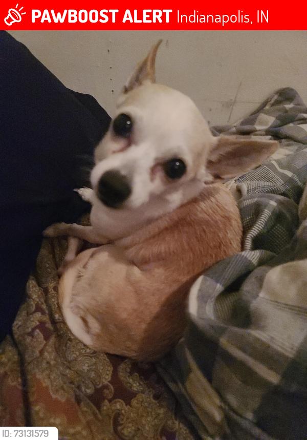 Lost Male Dog last seen Rallys on East Washington, Indianapolis, IN 46201