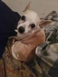 Lost Male Dog last seen Rallys on East Washington, Indianapolis, IN 46201