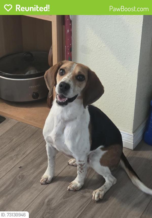 Reunited Male Dog last seen Tombstone Rd NW, Albuquerque, NM 87114, USA, Albuquerque, NM 87114