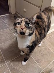 Reunited Female Cat last seen Near NE Killingsworth St, Portland, OR 97211, USA, Portland, OR 97211