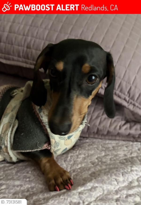 Lost Female Dog last seen Pecos cal de sac & Lagonia, which is a cul-de-sac and someone took her., Redlands, CA 92374
