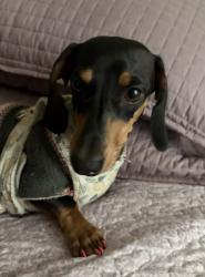 Lost Female Dog last seen Pecos cal de sac & Lagonia, which is a cul-de-sac and someone took her., Redlands, CA 92374