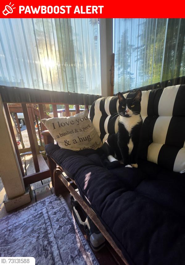 Lost Male Cat last seen Johnson Point, Thurston County, WA 98516