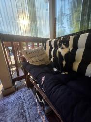 Lost Male Cat last seen Johnson Point, Thurston County, WA 98516