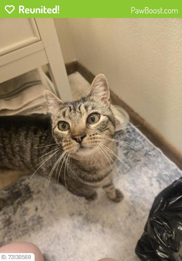 Reunited Male Cat last seen North Lakewood Gardens Lane, Madison, WI 53704