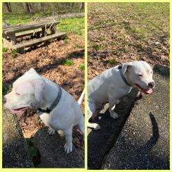 Lost Female Dog last seen 2nd street Olney Philadelphia Pennsylvania 19120, Philadelphia, PA 19120