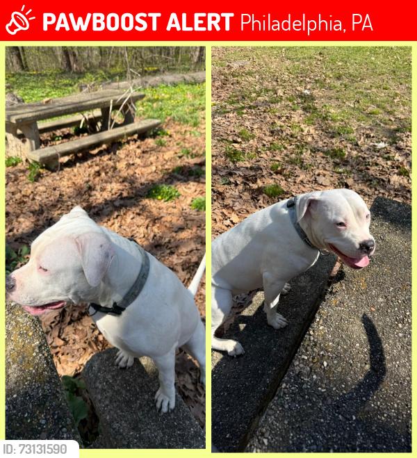Lost Female Dog last seen 2nd street Olney Philadelphia Pennsylvania 19120, Philadelphia, PA 19120