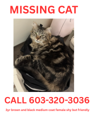 Lost Female Cat last seen Morris st., Peterborough, NH 03458