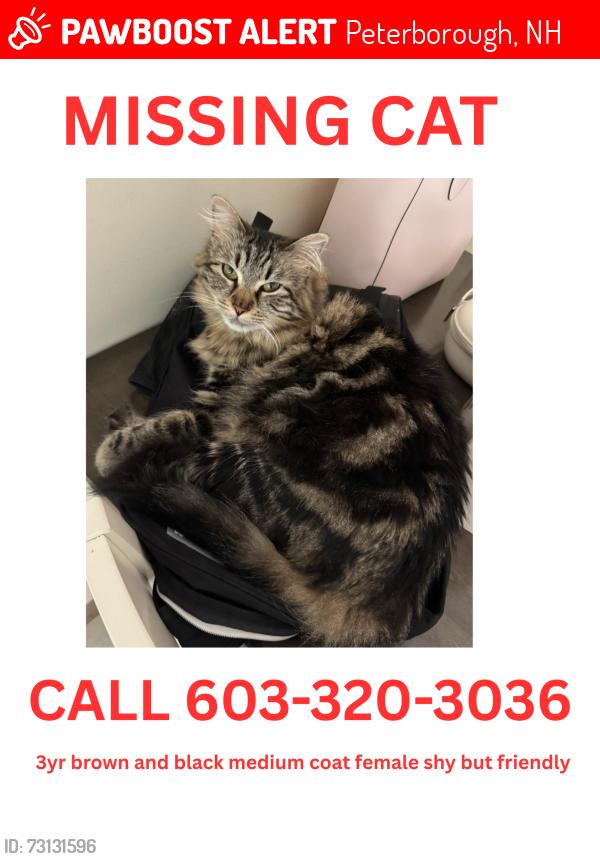 Lost Female Cat last seen Morris st., Peterborough, NH 03458