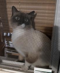 Reunited Male Cat last seen Smart Parke next to Lindero Oaks on Via Colinas, Westlake Village, CA 91362