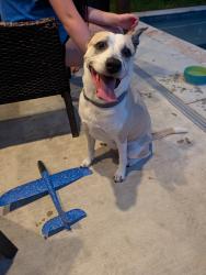 Reunited Female Dog last seen Woodmont Drive, Lafayette, LA 70508