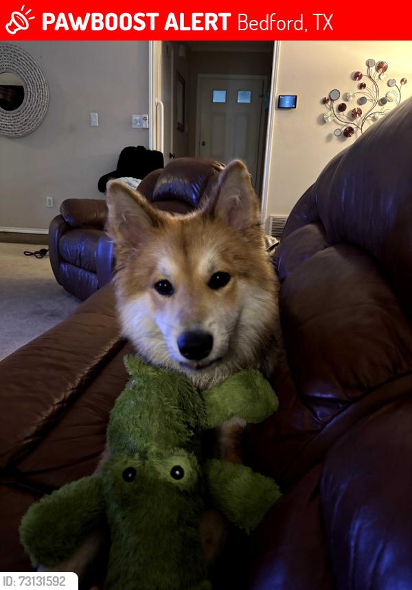 Lost Male Dog last seen Near Bluebonnet Lane, Bedford, TX 76021