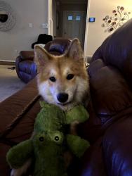 Lost Male Dog last seen Near Bluebonnet Lane, Bedford, TX 76021
