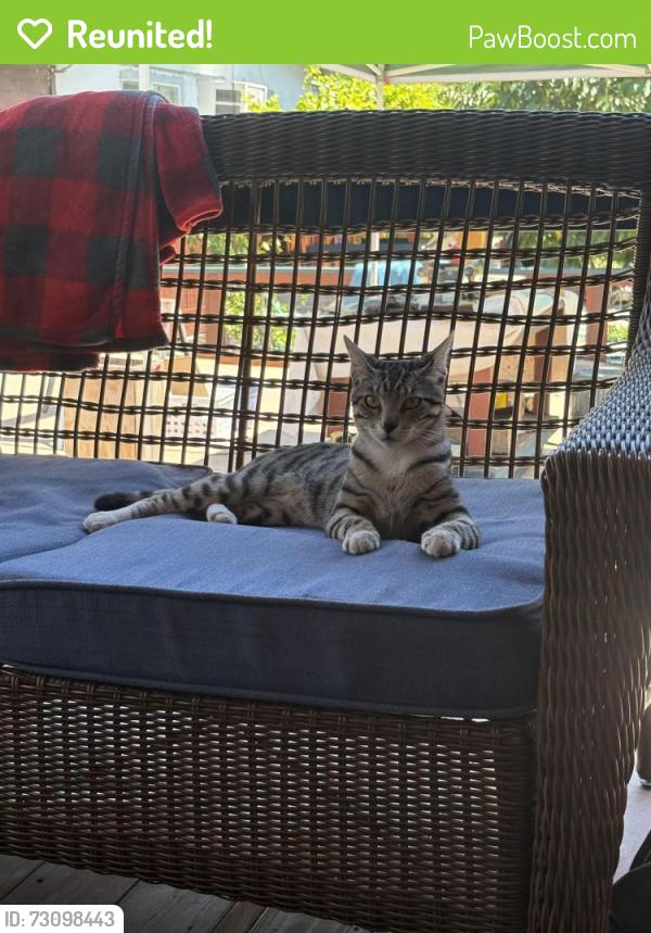 Reunited Male Cat last seen Russell Way, Hayward, CA 94541